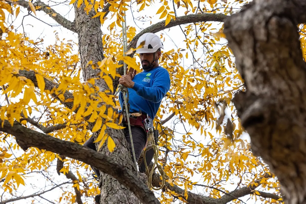Skilled Tree Planting crew working in Falmouth
