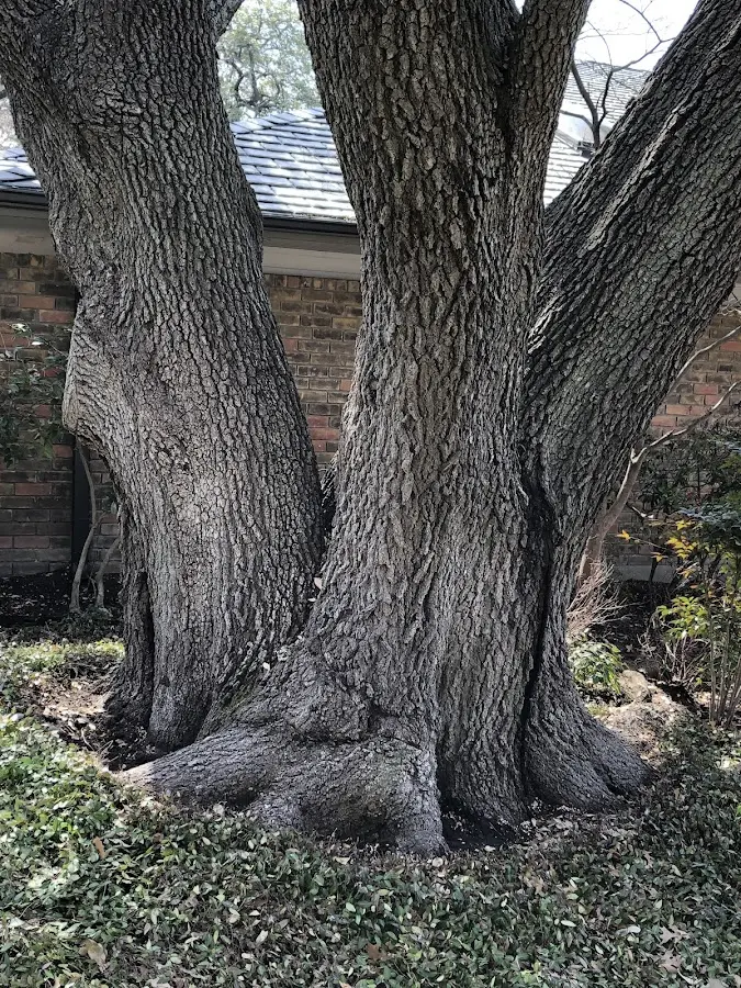 Mature heritage tree close to a Falmouth property cared for by certified arborists